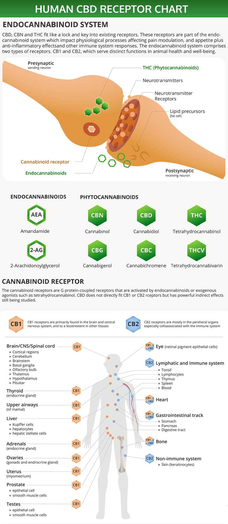 Vaping CBD: The Complete Introductory Guide
