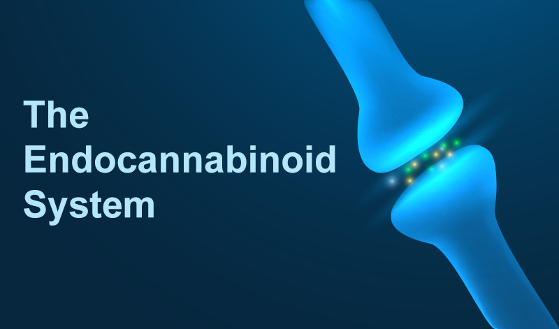 Endocannabinoid System