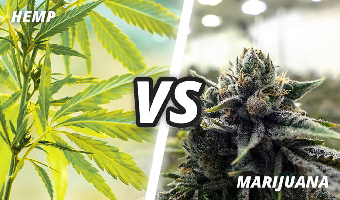 Hemp vs Marijuana