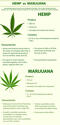 Hemp VS Marijuana