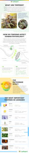 Terpenes infographic