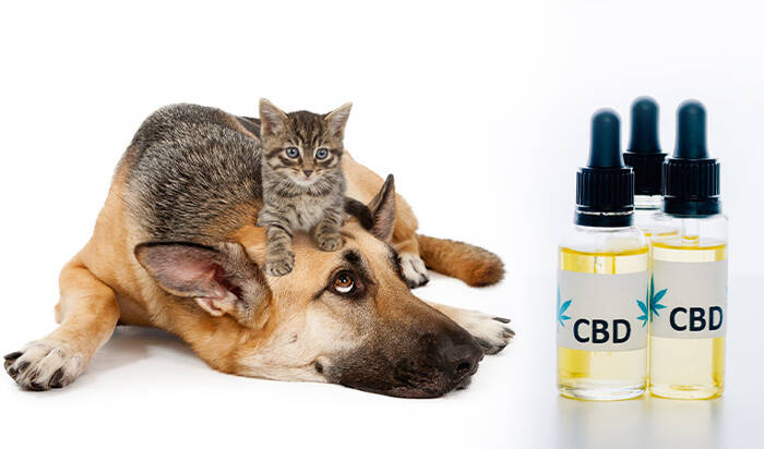 CBD oil for dogs and cats