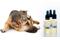 CBD oil for dogs and cats
