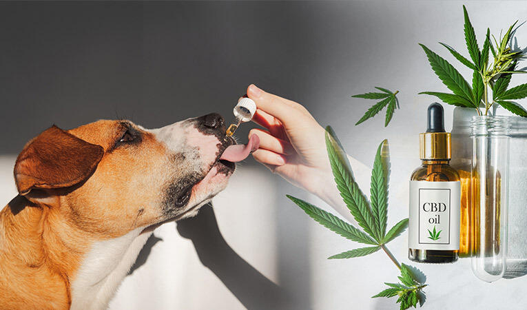 CBD for pets