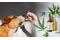 CBD for pets