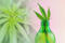 Do CBD Beverages Really Work