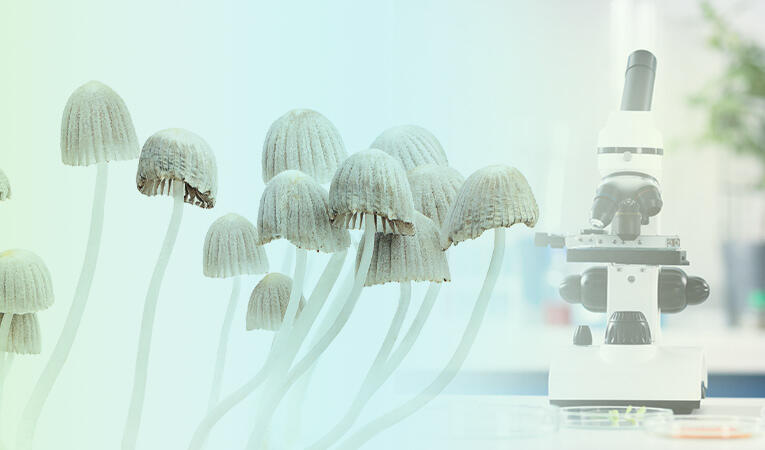 What are magic mushrooms and psilocybin