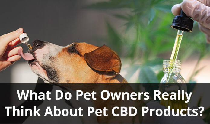 Cbd For Pets Survey What Do Pet Owners Really Think About Pet Cbd Products