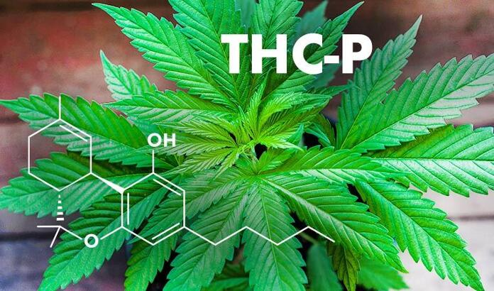 How Potent Is D9 THCP and What Effects Does It Have On You?